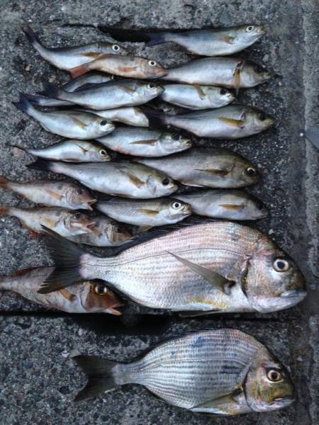 イサギ釣ったぞー