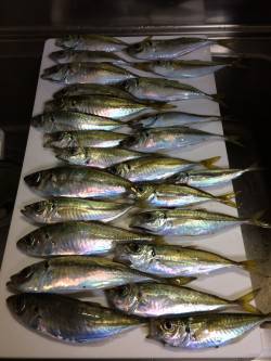 アジ釣り㉚