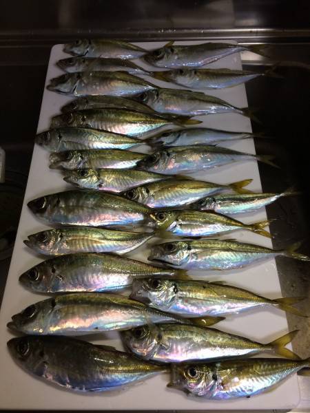 アジ釣り㉚