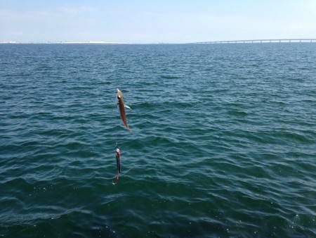 ライトショアジギング