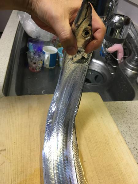 今期初タチウオ