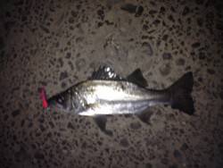 またまたセイゴ