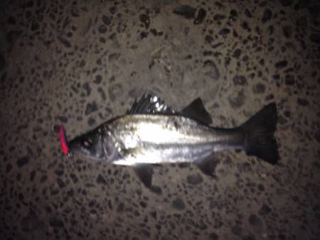 またまたセイゴ