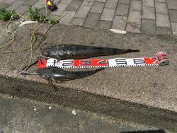 宮津：マゴチ好調です。