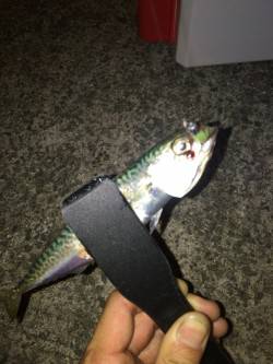 良型アジさんを求めて