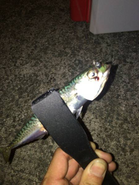 良型アジさんを求めて