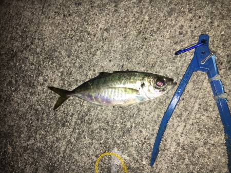 豆アジシーズン 楽しいなー