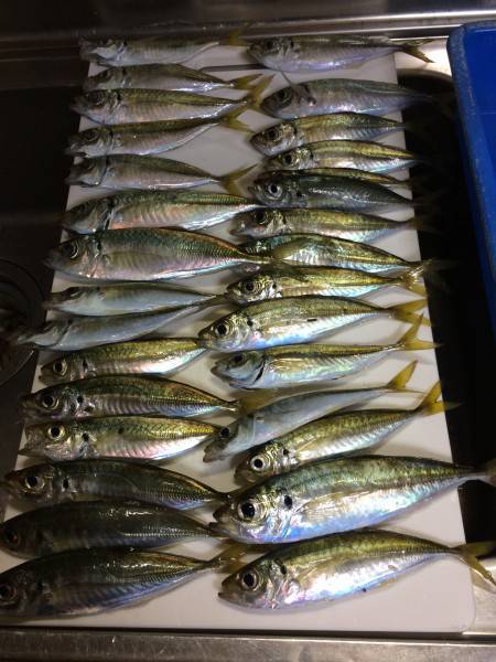 アジ釣り㉛