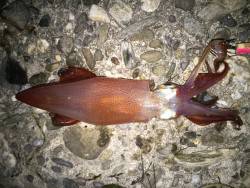 ケンサキ調査団