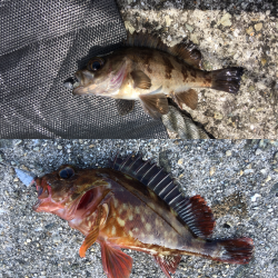 シャローデイメバリング