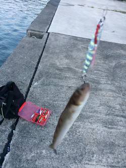 ショアジギングで根魚が釣りたい。