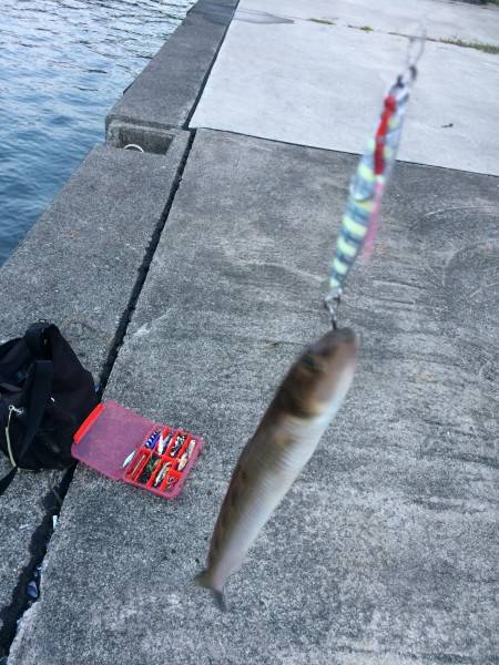 ショアジギングで根魚が釣りたい。