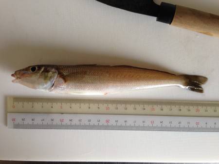 キス狙いでちょい投げ