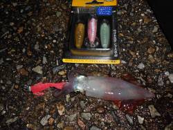 ケンサキエギング*\\(^o^)/*