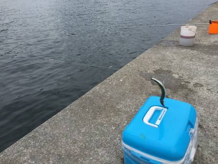 サヨリ×20アジ×20サバ×1