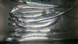 お遊びで太刀魚