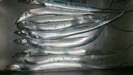 お遊びで太刀魚