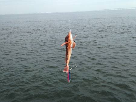 ライトショアジギング