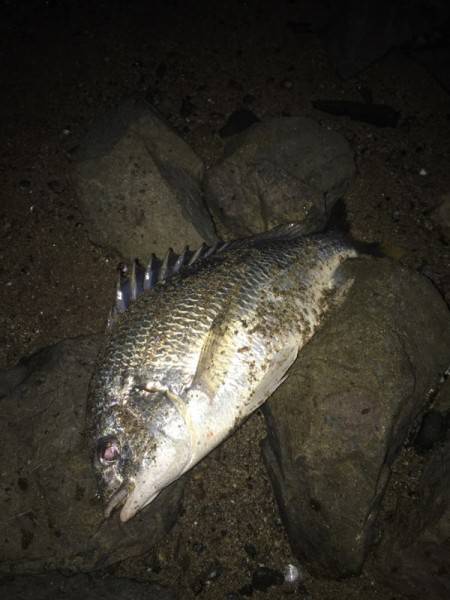 淀川にてキビレ