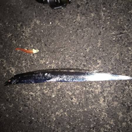 太刀魚キター！