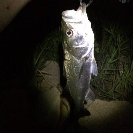 久々の淀川❗️