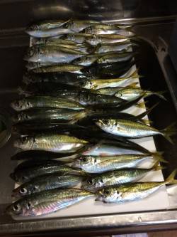 アジ釣り㉜