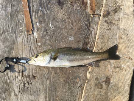 ドカンと一発65シーバス