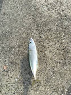 チヌ釣り+タコ釣り