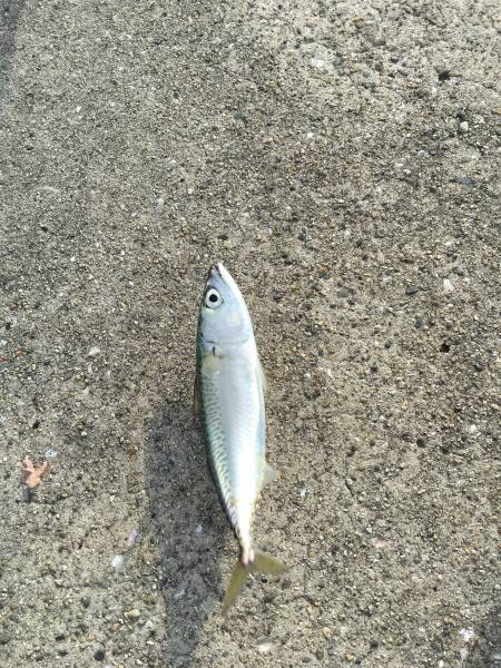 チヌ釣り+タコ釣り