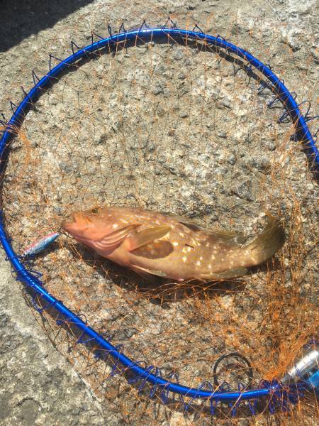 アコウ初ヒット