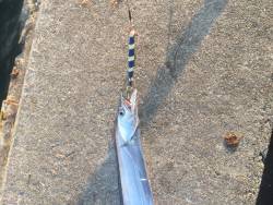 今日は小タチばかり