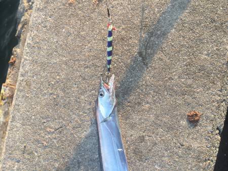 今日は小タチばかり