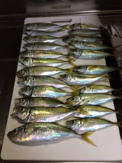 アジ釣り㉝