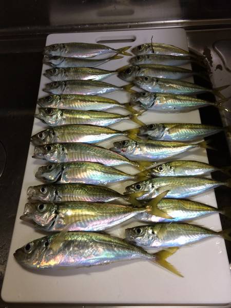 アジ釣り㉝