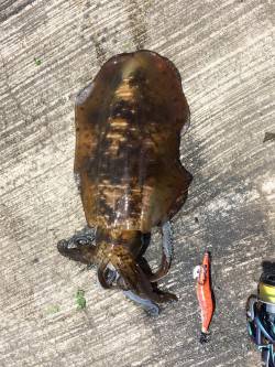 久しぶりのエギング