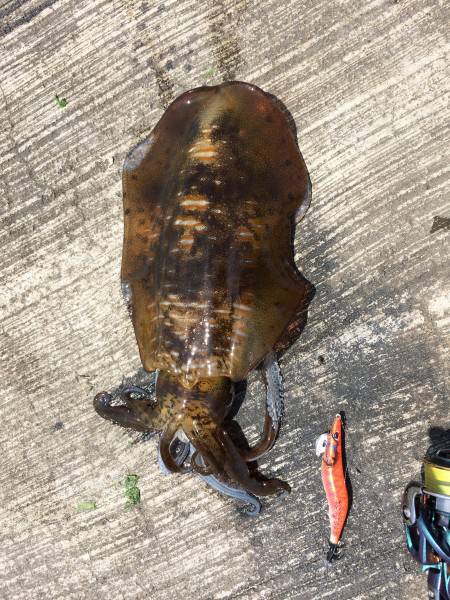 久しぶりのエギング