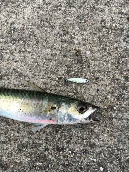 ライトショアジギ