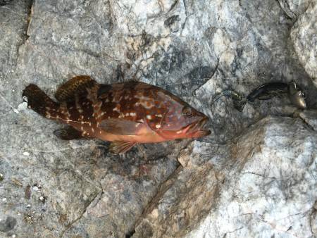 朝まずめにロックフィッシュ