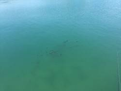 田ノ浦エギング7回目