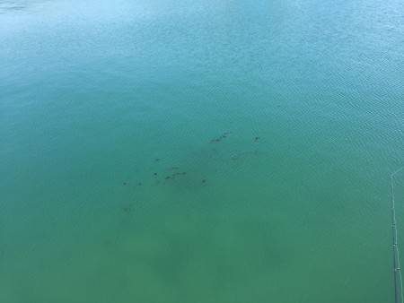 田ノ浦エギング7回目