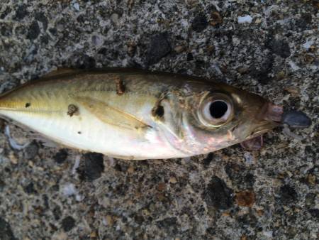 ライトゲーム♪♪