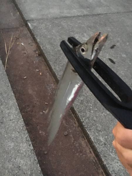 サゴシが釣りたかったんだけど