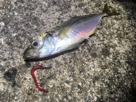 アジを釣る〜♪