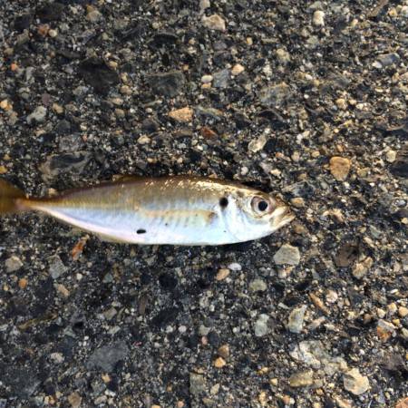 またまたアジング