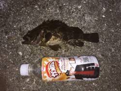 ガシラ25cm、タケノコメバル25cm越