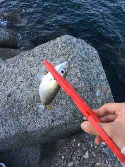 まだアジングはいけるのか