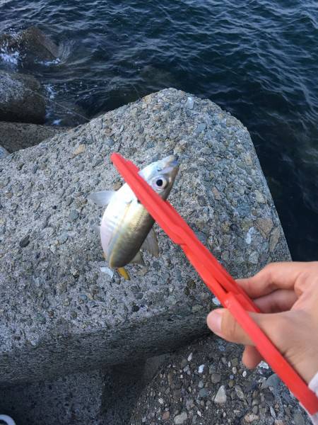 まだアジングはいけるのか