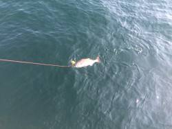 垂水一文字 のませでマダイ