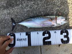 ライトショアジギング！！