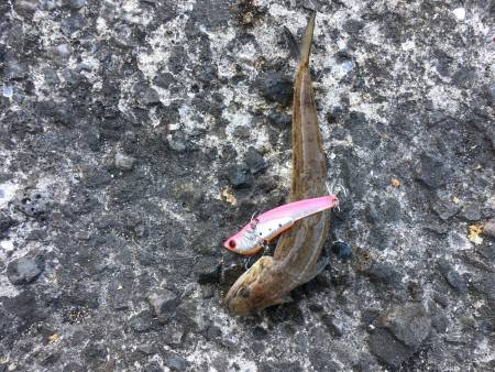 ルアー反応渋い